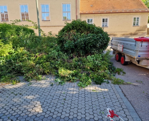 3 Vorher 1
